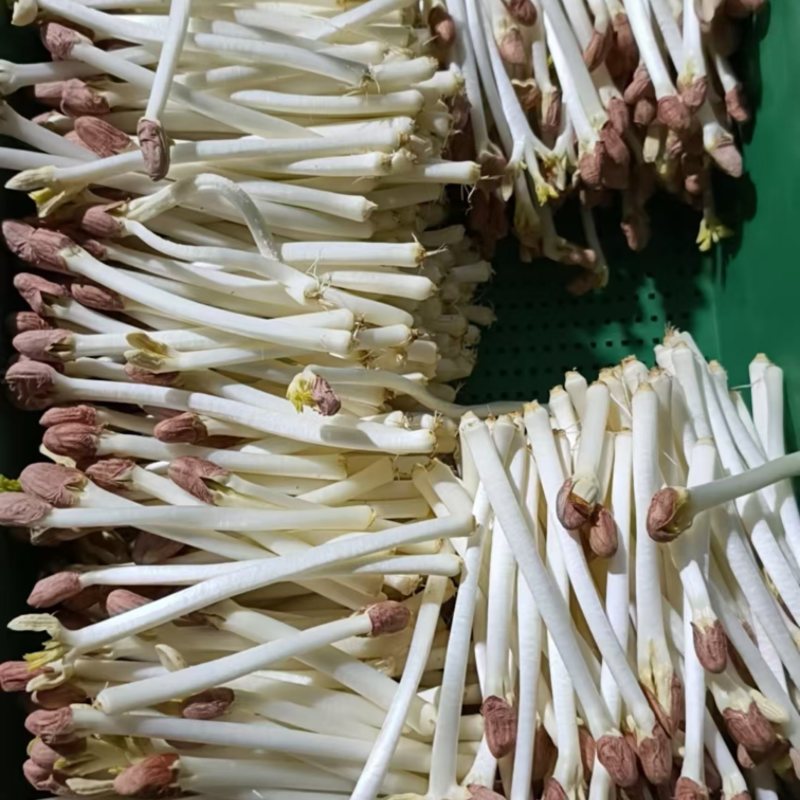新鲜花生芽脆嫩凉拌火锅鲜芽苗菜，就近发货