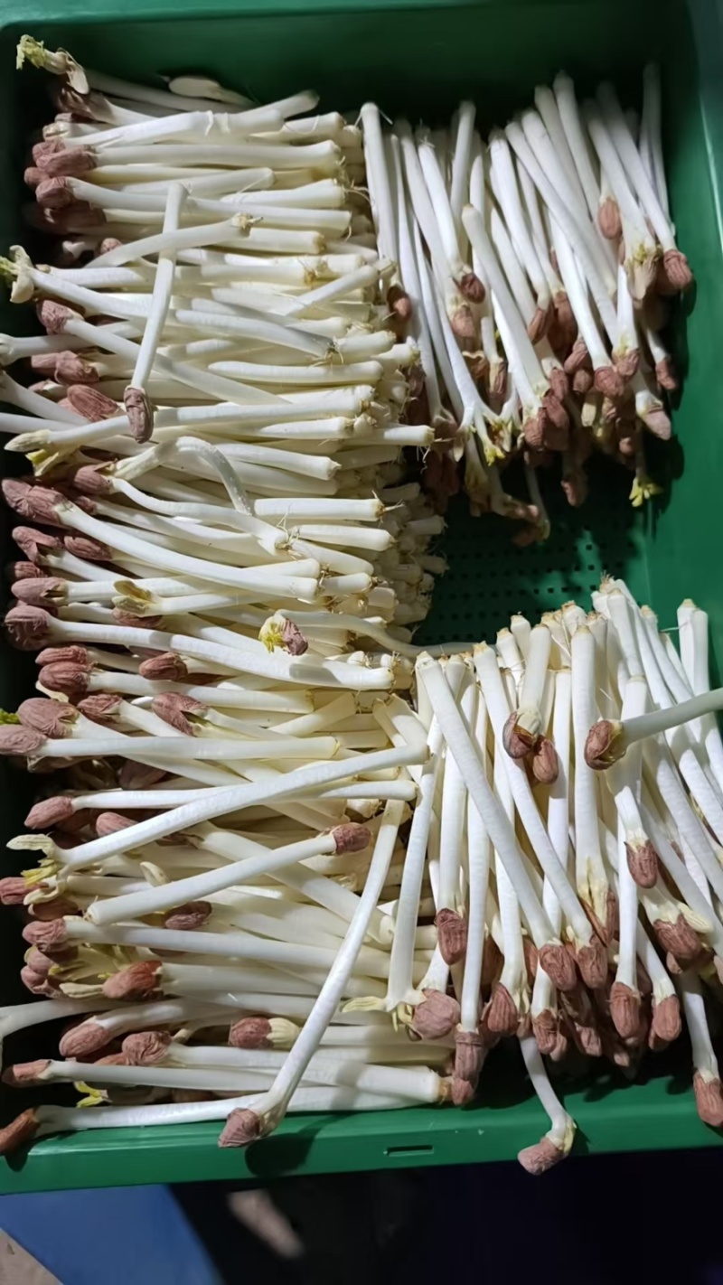 新鲜花生芽脆嫩凉拌火锅鲜芽苗菜，就近发货