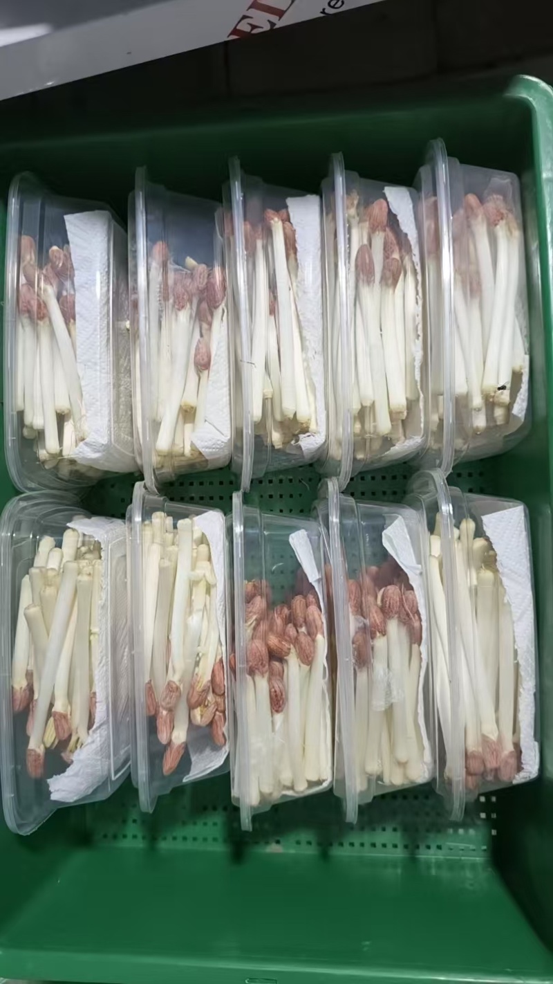 新鲜花生芽脆嫩凉拌火锅鲜芽苗菜，就近发货