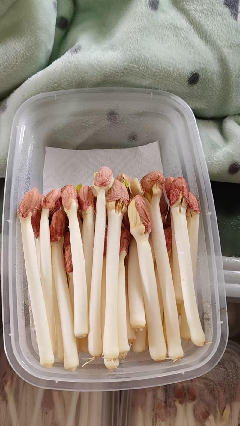 新鲜花生芽脆嫩凉拌火锅鲜芽苗菜，就近发货