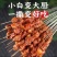 商丘货源250g袋装烧烤料三种口味烤肉蘸料通货批发
