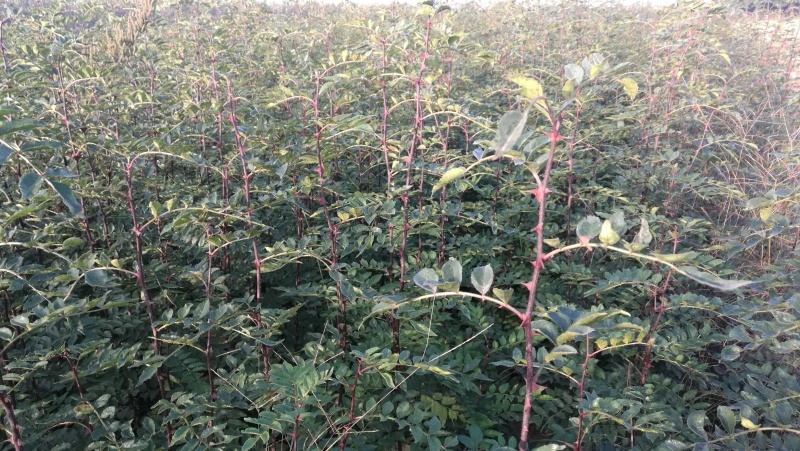 大红袍花椒树苗全网供应优质花椒树苗农场一手货源