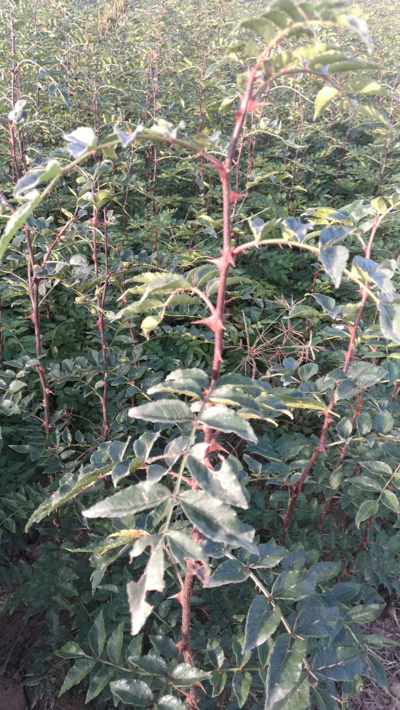 大红袍花椒树苗全网供应优质花椒树苗农场一手货源