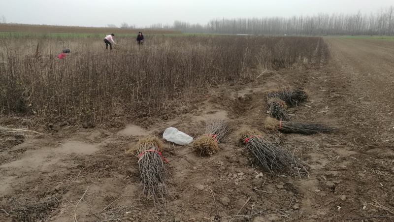 大红袍花椒树苗全网供应优质花椒树苗农场一手货源
