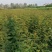 大红袍花椒树苗全网供应优质花椒树苗农场一手货源