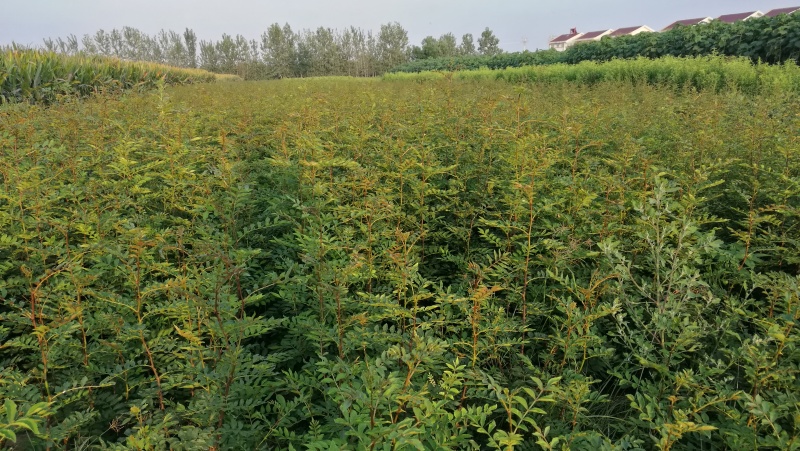 大红袍花椒树苗全网供应优质花椒树苗农场一手货源