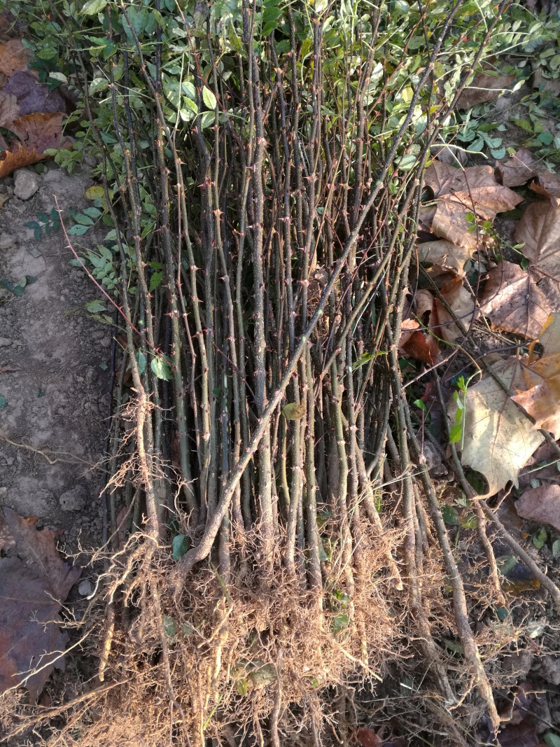 大红袍花椒树苗全网供应优质花椒树苗农场一手货源
