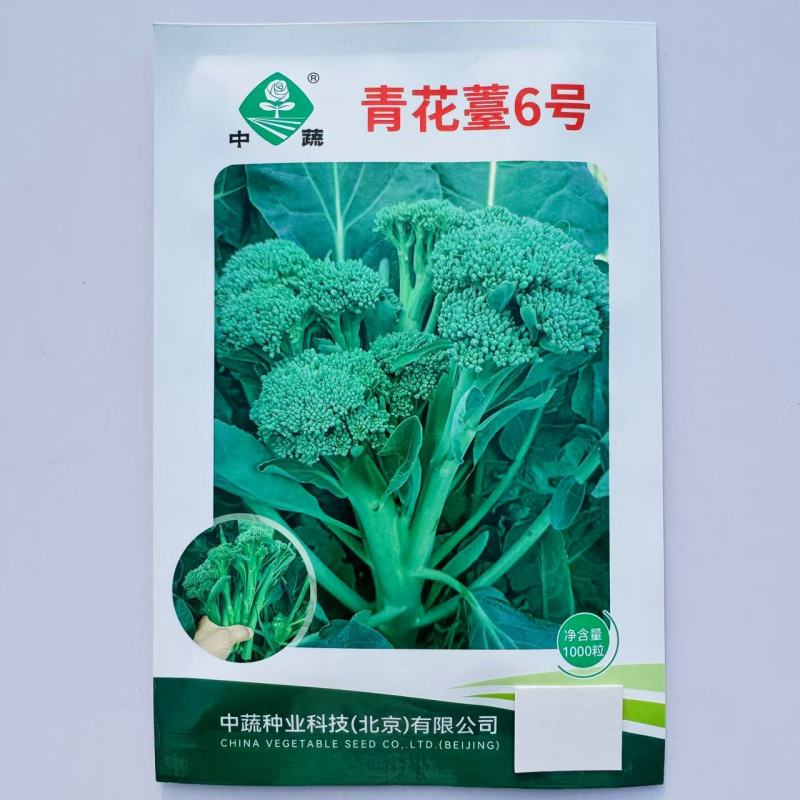 中蔬青花薹6号杂交西兰苔种子中晚熟侧枝多耐热耐寒春秋蔬菜