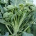 中蔬青花薹6号杂交西兰苔种子中晚熟侧枝多耐热耐寒春秋蔬菜