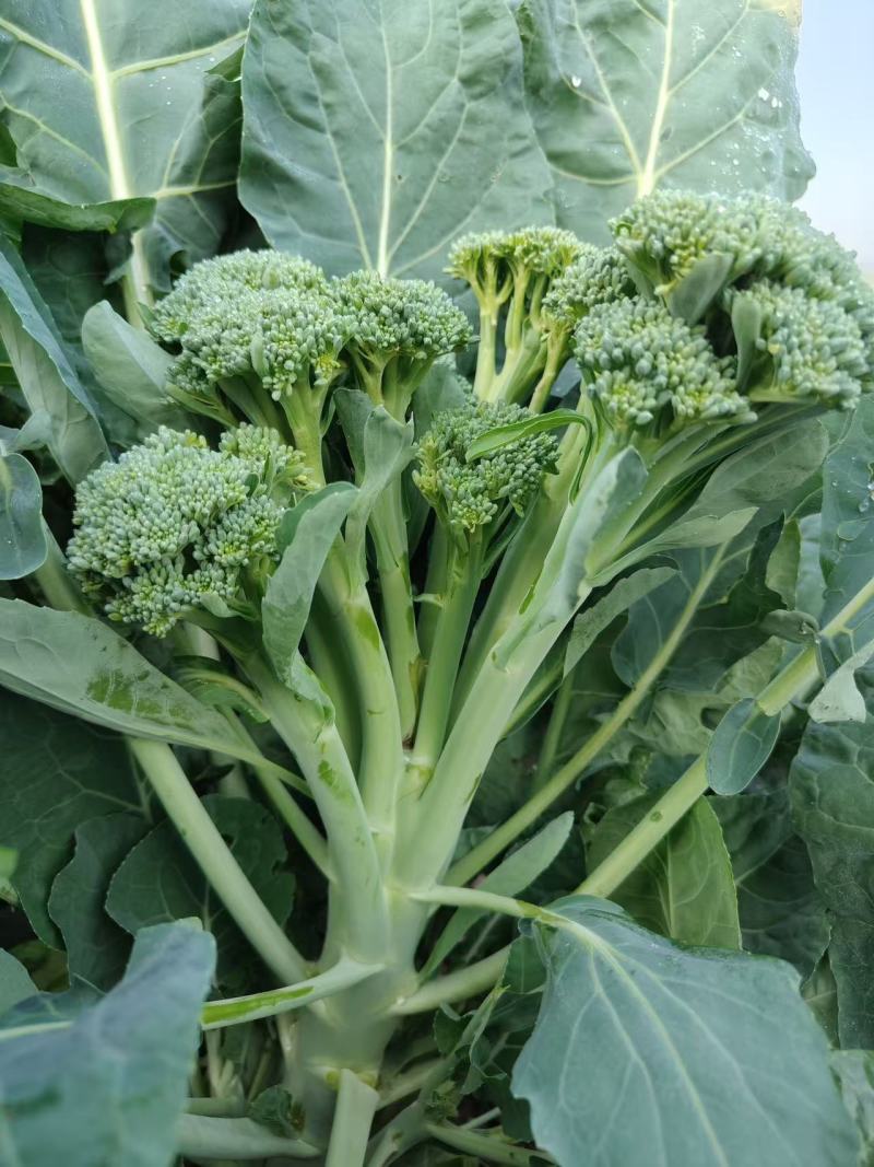 中蔬青花薹6号杂交西兰苔种子中晚熟侧枝多耐热耐寒春秋蔬菜