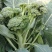 中蔬青花薹6号杂交西兰苔种子中晚熟侧枝多耐热耐寒春秋蔬菜