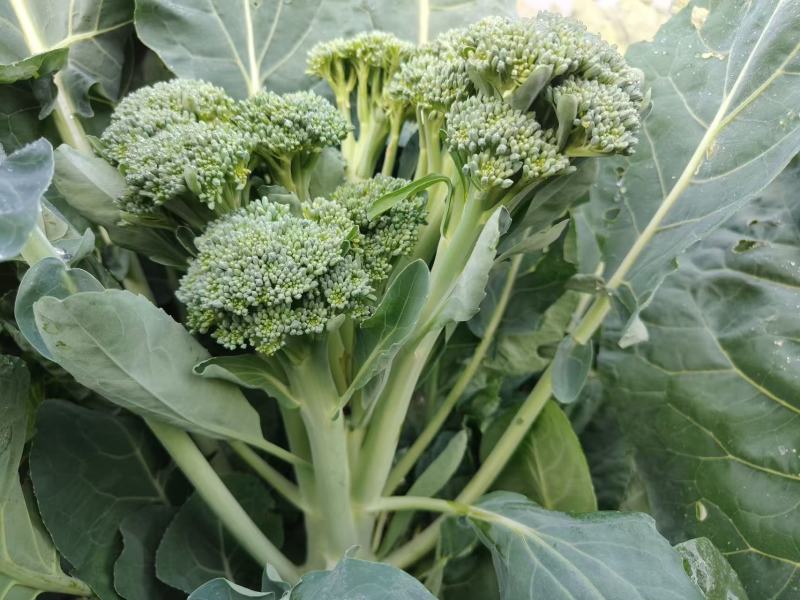 中蔬青花薹6号杂交西兰苔种子中晚熟侧枝多耐热耐寒春秋蔬菜