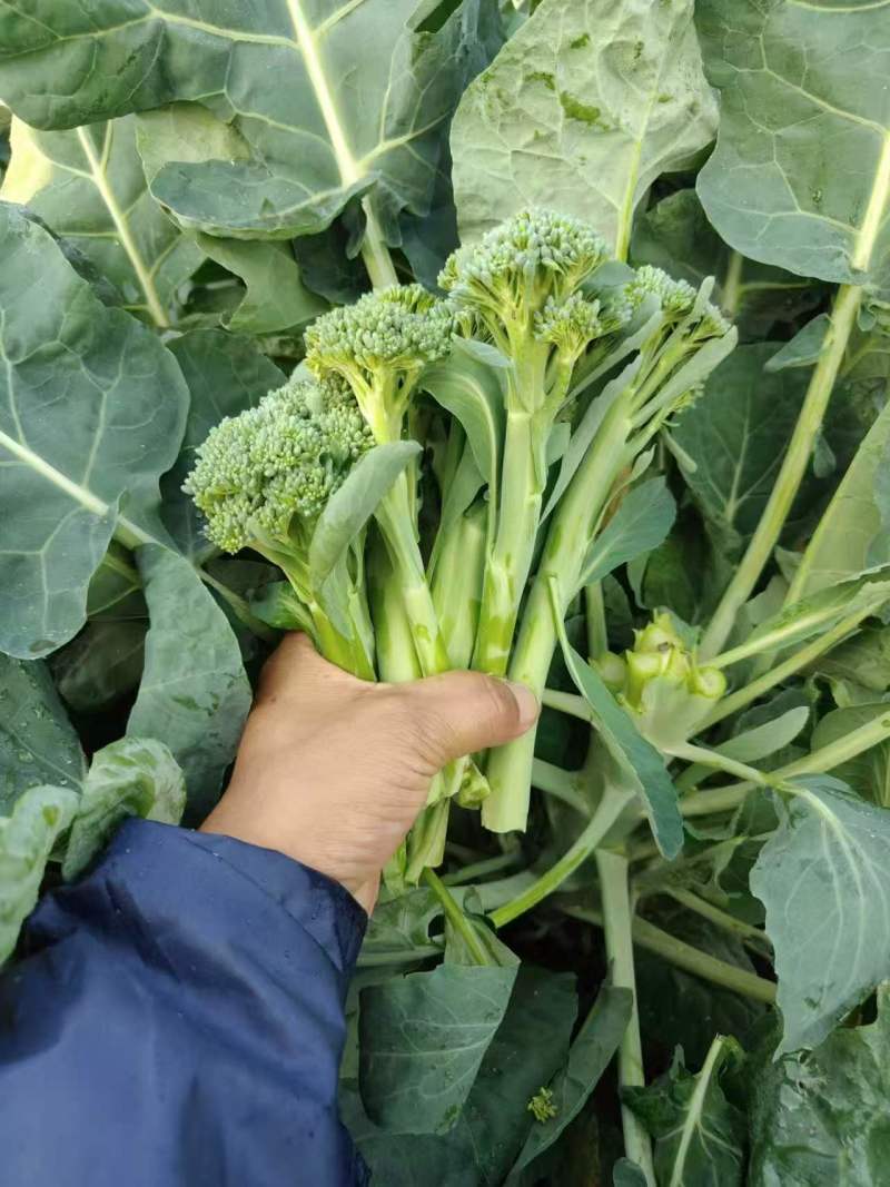 中蔬青花薹6号杂交西兰苔种子中晚熟侧枝多耐热耐寒春秋蔬菜