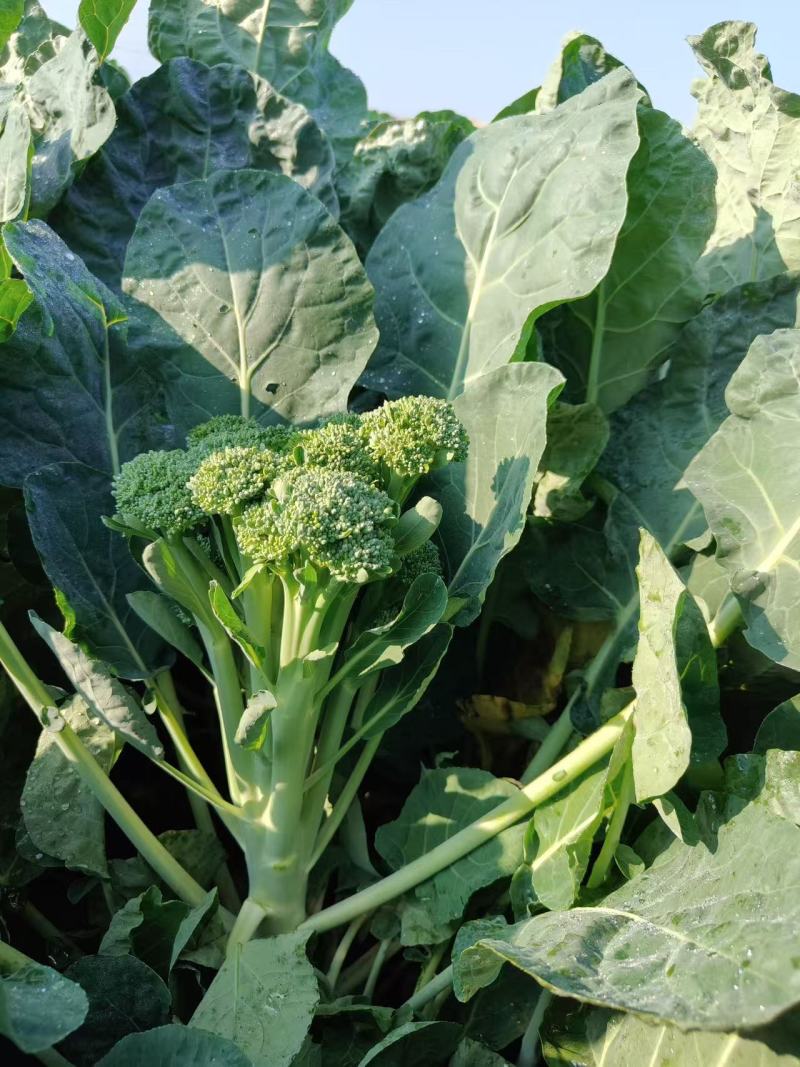 中蔬青花薹6号杂交西兰苔种子中晚熟侧枝多耐热耐寒春秋蔬菜