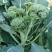 中蔬青花薹6号杂交西兰苔种子中晚熟侧枝多耐热耐寒春秋蔬菜