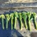 中蔬青花薹6号杂交西兰苔种子中晚熟侧枝多耐热耐寒春秋蔬菜