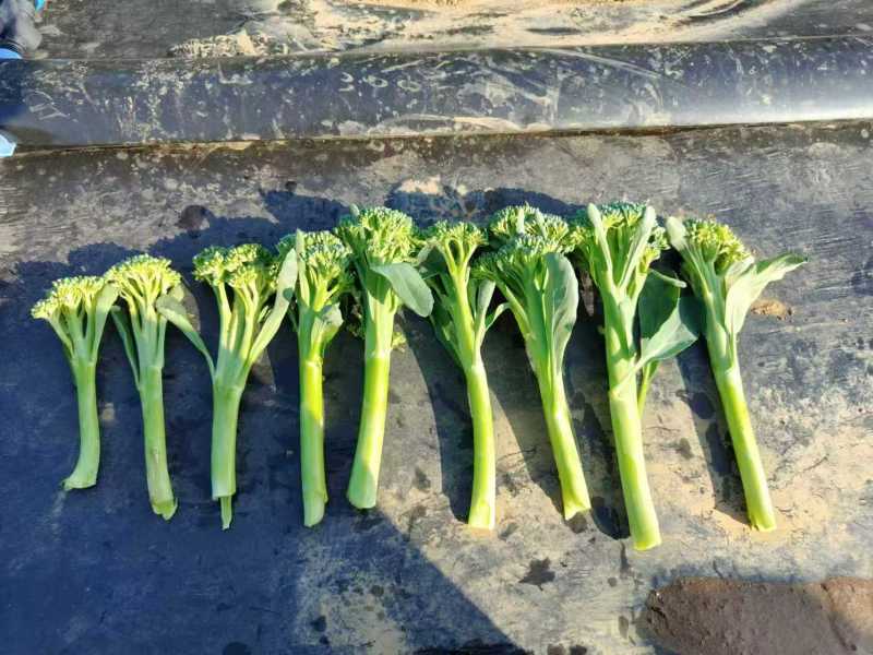 中蔬青花薹6号杂交西兰苔种子中晚熟侧枝多耐热耐寒春秋蔬菜
