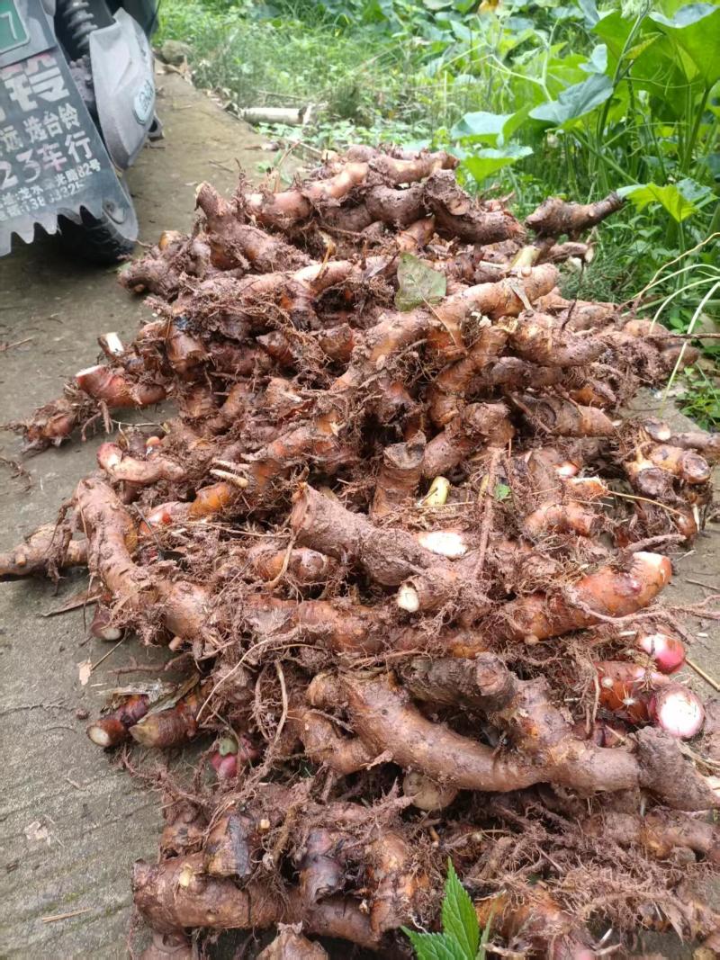 潮汕红皮南姜