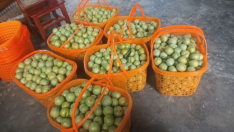 贵州蜂糖李
