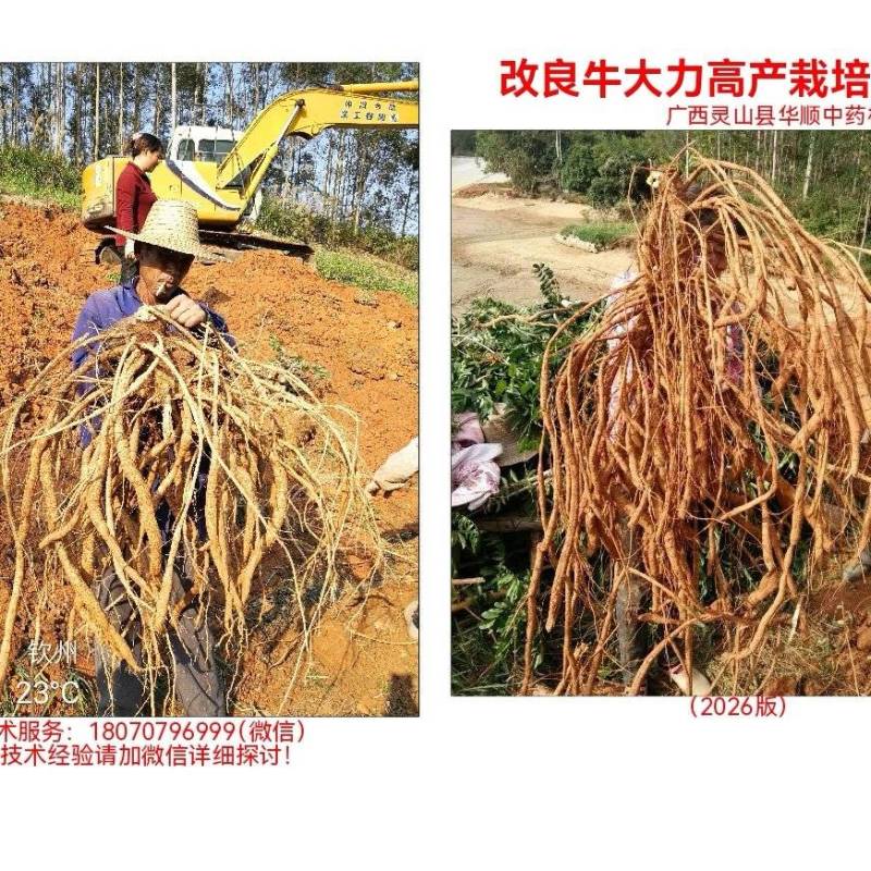 高产改良牛大力苗+高产技术