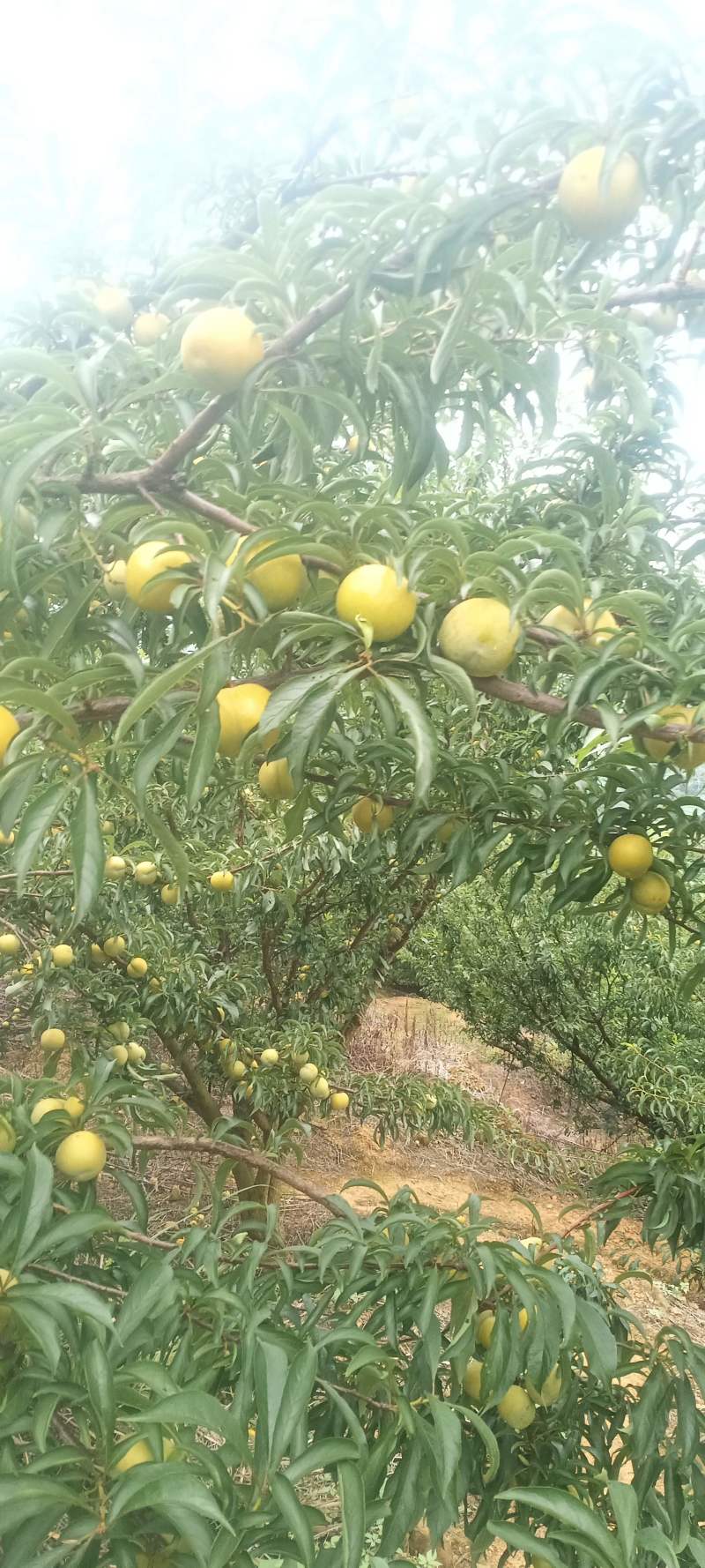 贵州蜂糖李