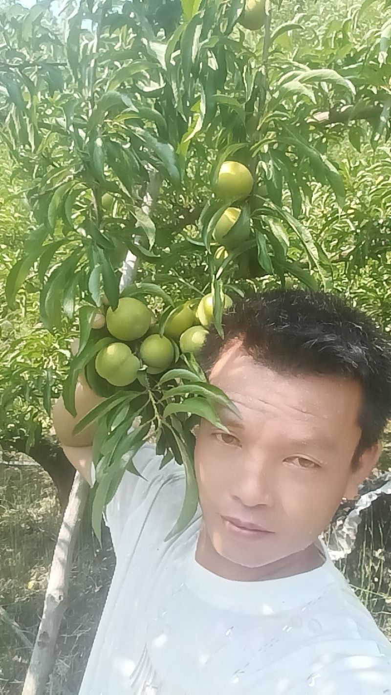 贵州蜂糖李