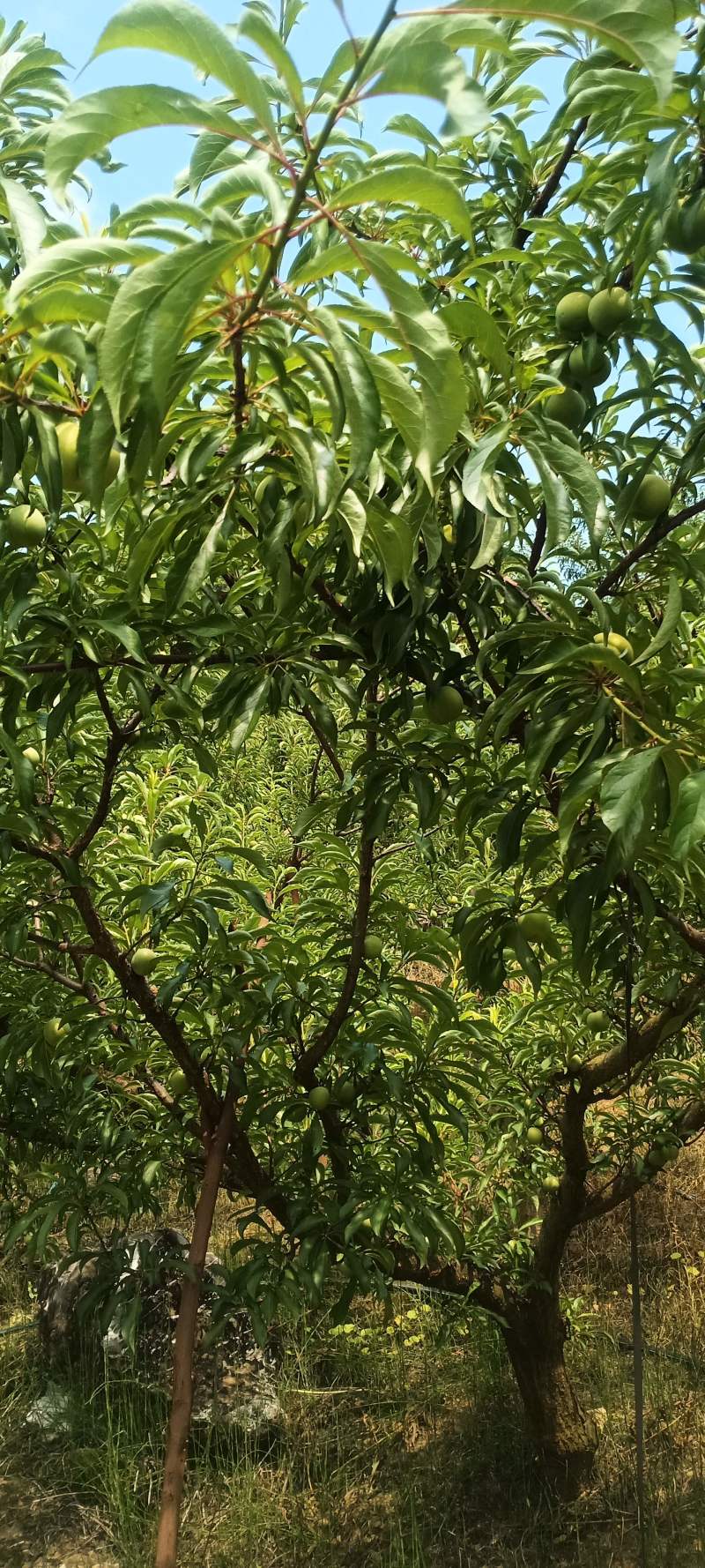 贵州蜂糖李