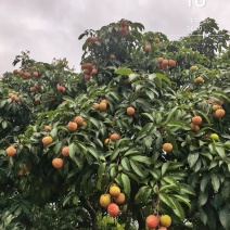 糯米糍，桂味。