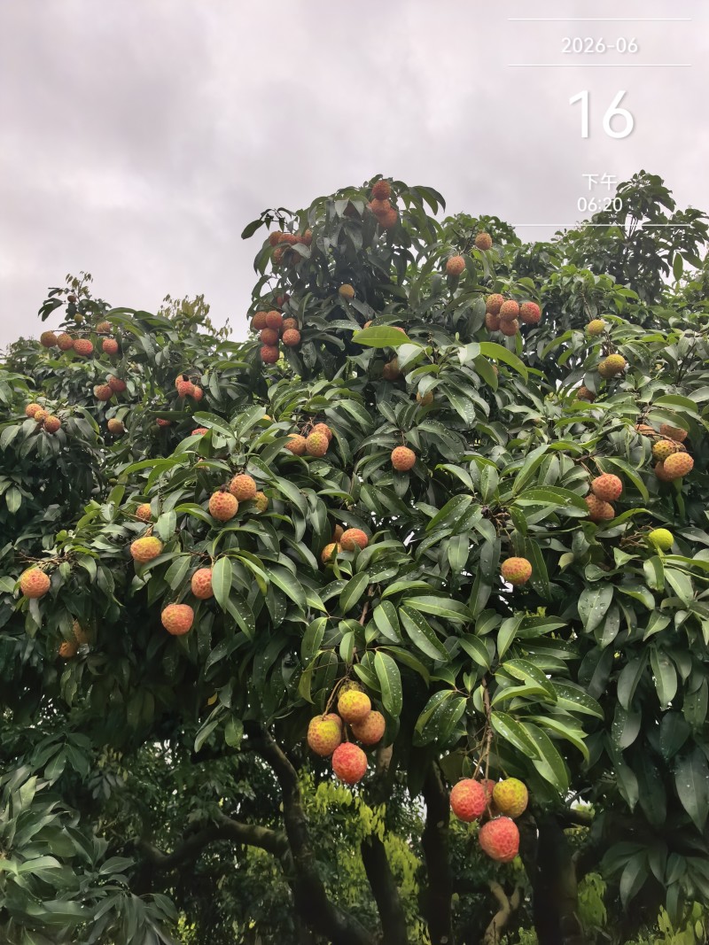 糯米糍，桂味。