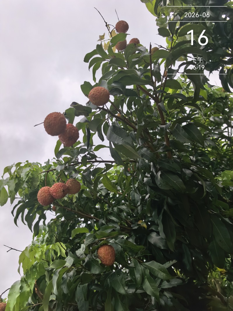 糯米糍，桂味。