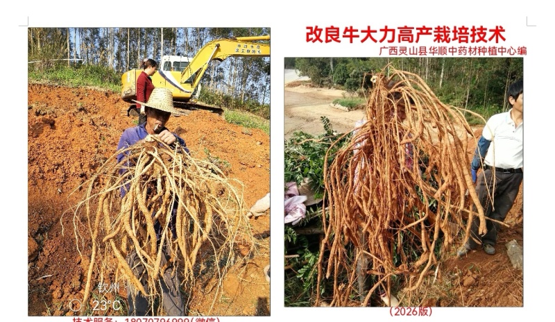 高产改良牛大力苗+高产技术