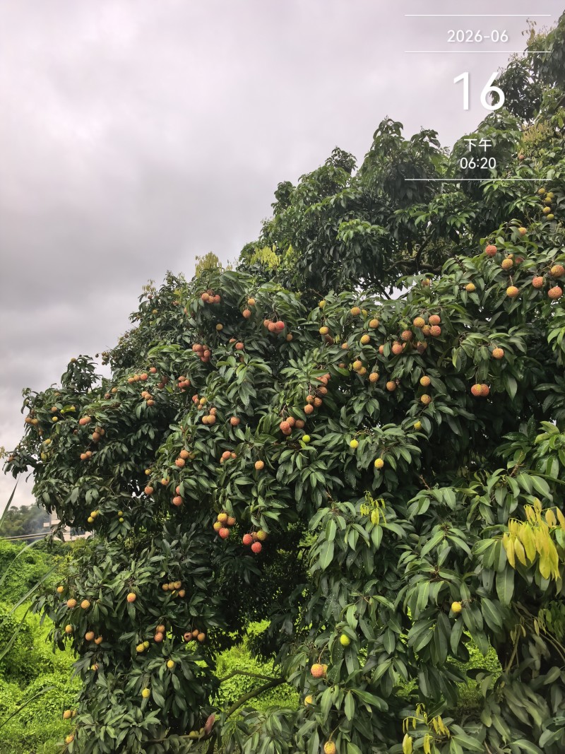 糯米糍，桂味。