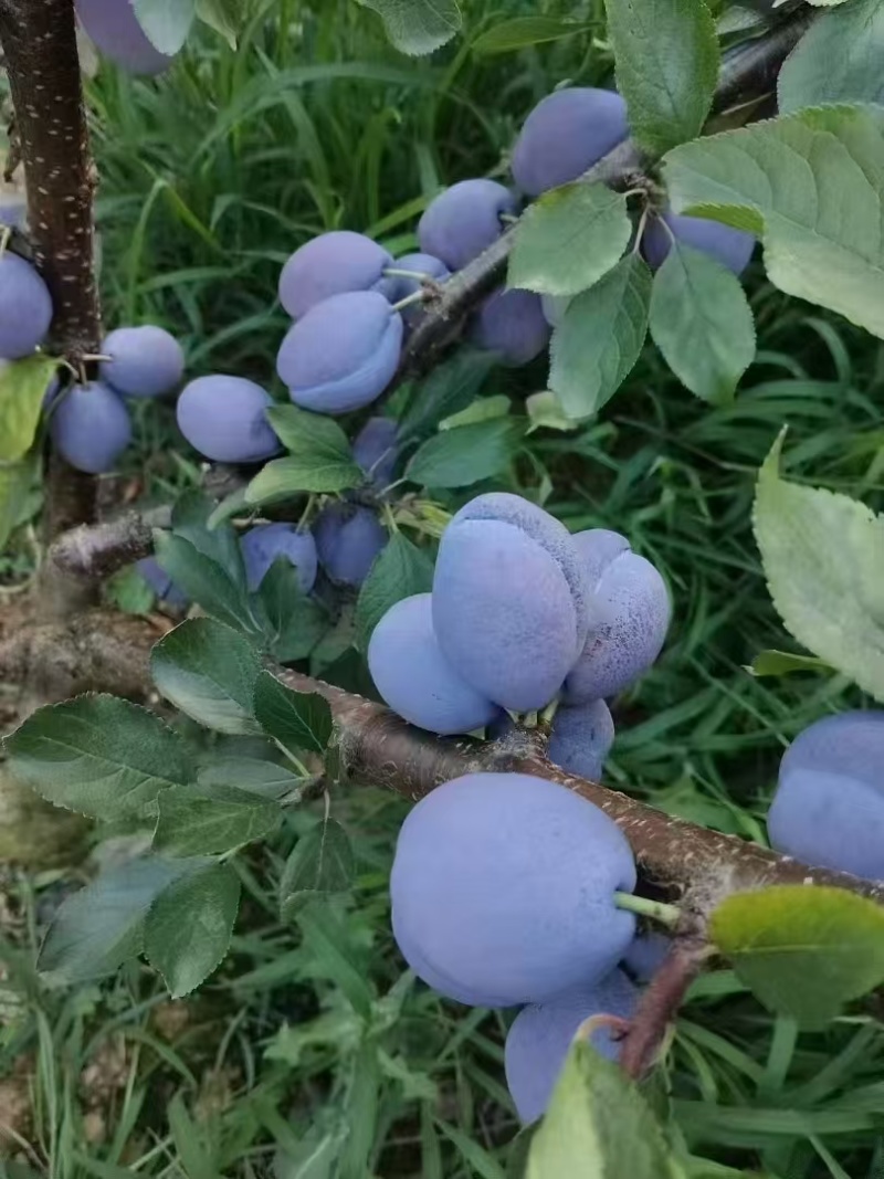 蓝密西梅产地一手货源，规格齐全，对接电商市场批发商