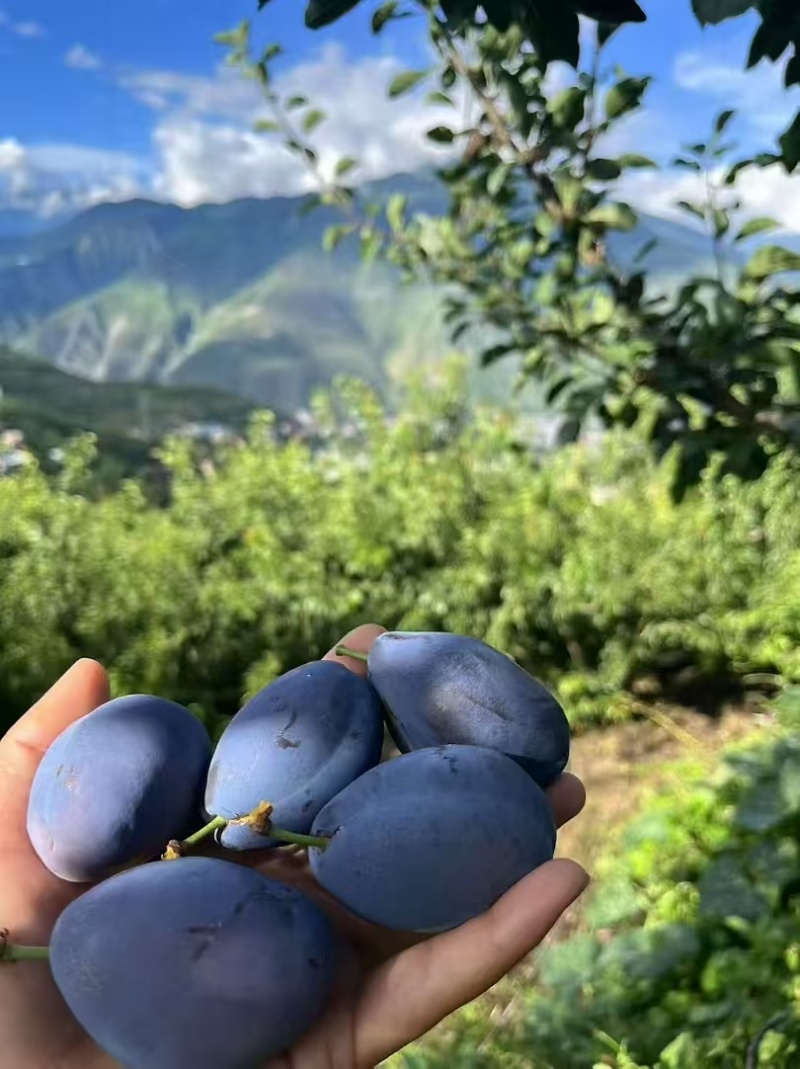蓝密西梅产地一手货源，规格齐全，对接电商市场批发商