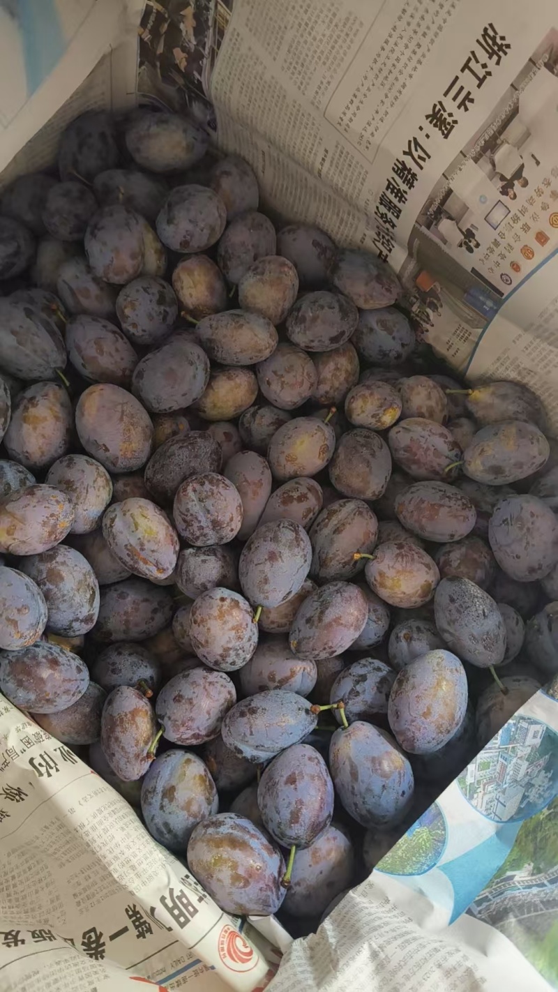 蓝密西梅产地一手货源，规格齐全，对接电商市场批发商