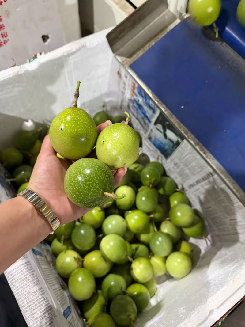 《金源农业》钦蜜9号百香果源头
