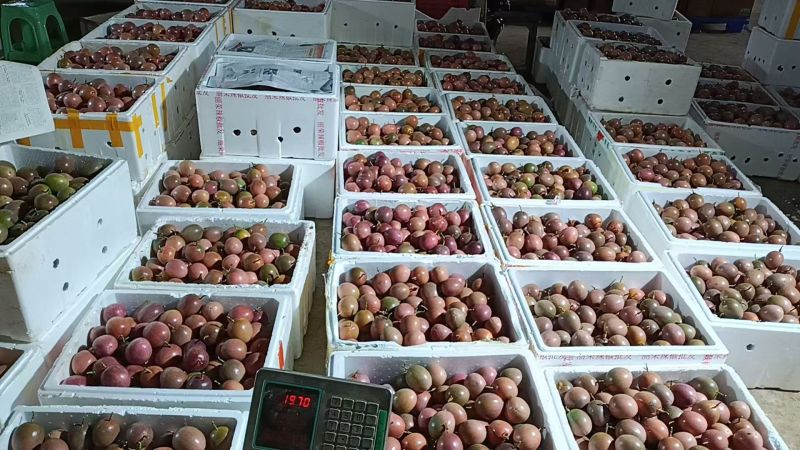 《金源农业》钦蜜88百香果源头