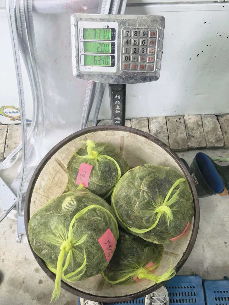 大纵湖清水六月黄