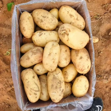 河南黄心土豆价格美丽质量好走货快对接全国量大从优热卖