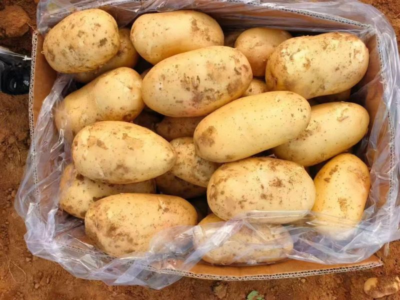 河南黄心土豆价格美丽质量好走货快对接全国量大从优热卖