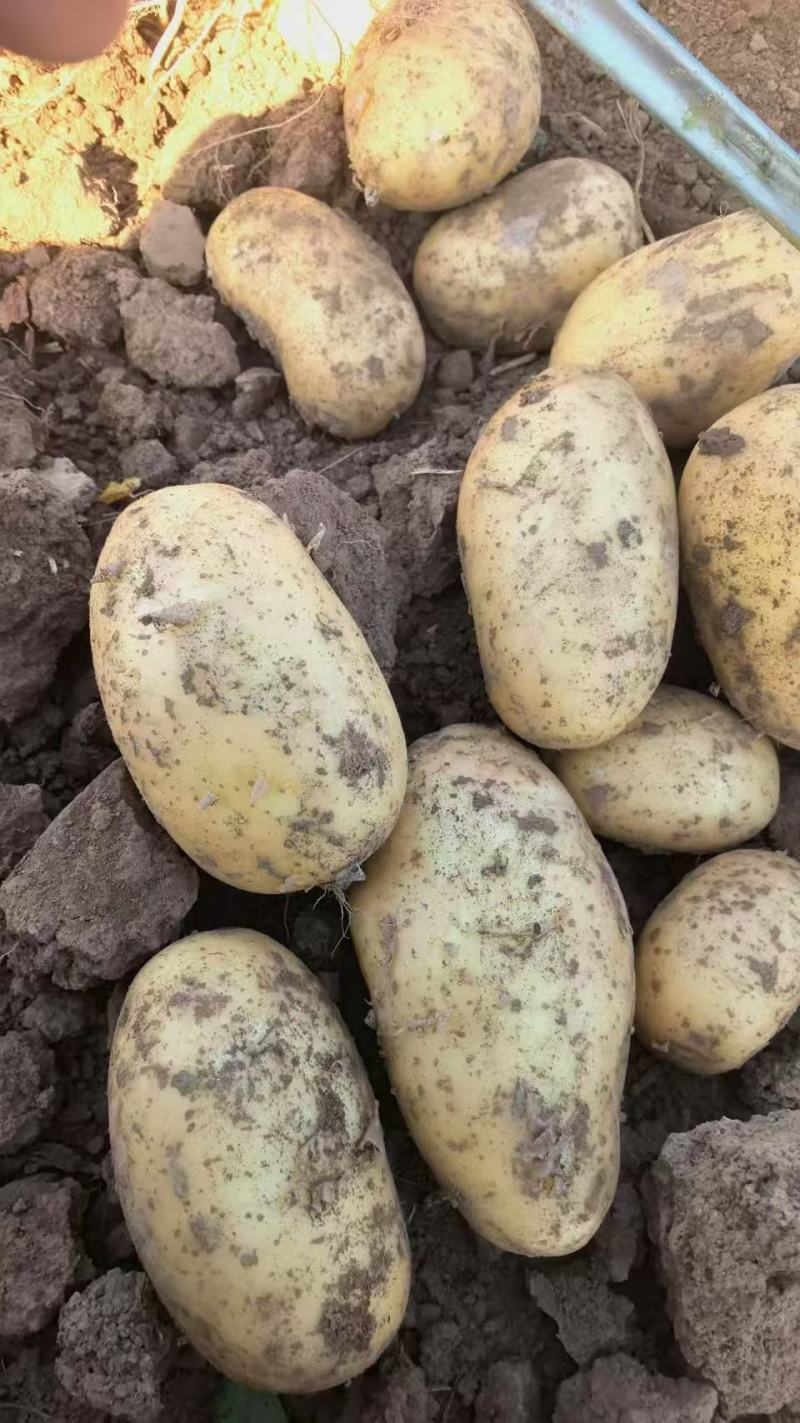 河南黄心土豆价格美丽质量好走货快对接全国量大从优热卖