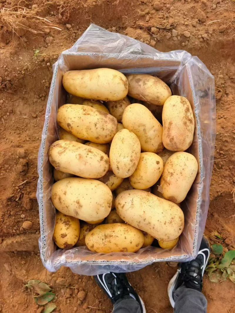 河南黄心土豆价格美丽质量好走货快对接全国量大从优热卖