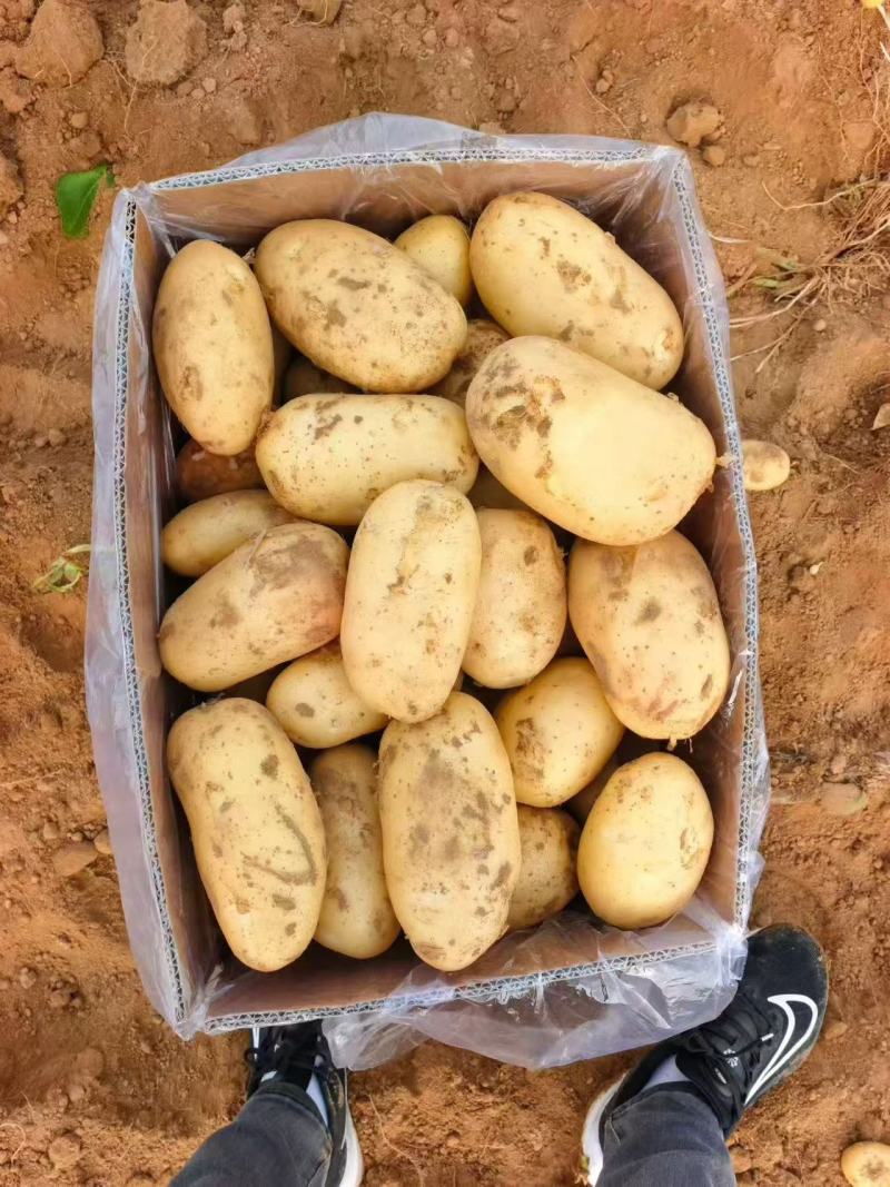 河南黄心土豆价格美丽质量好走货快对接全国量大从优热卖