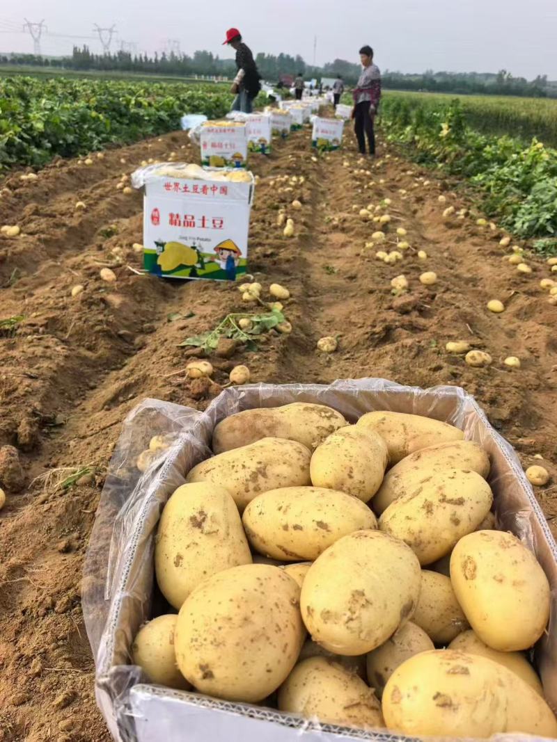 河南黄心土豆价格美丽质量好走货快对接全国量大从优热卖