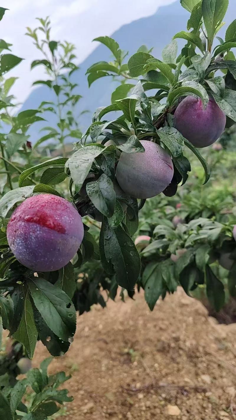 四川蜜饯李产地一手货源，规格齐全，保质保量，电联价格可谈
