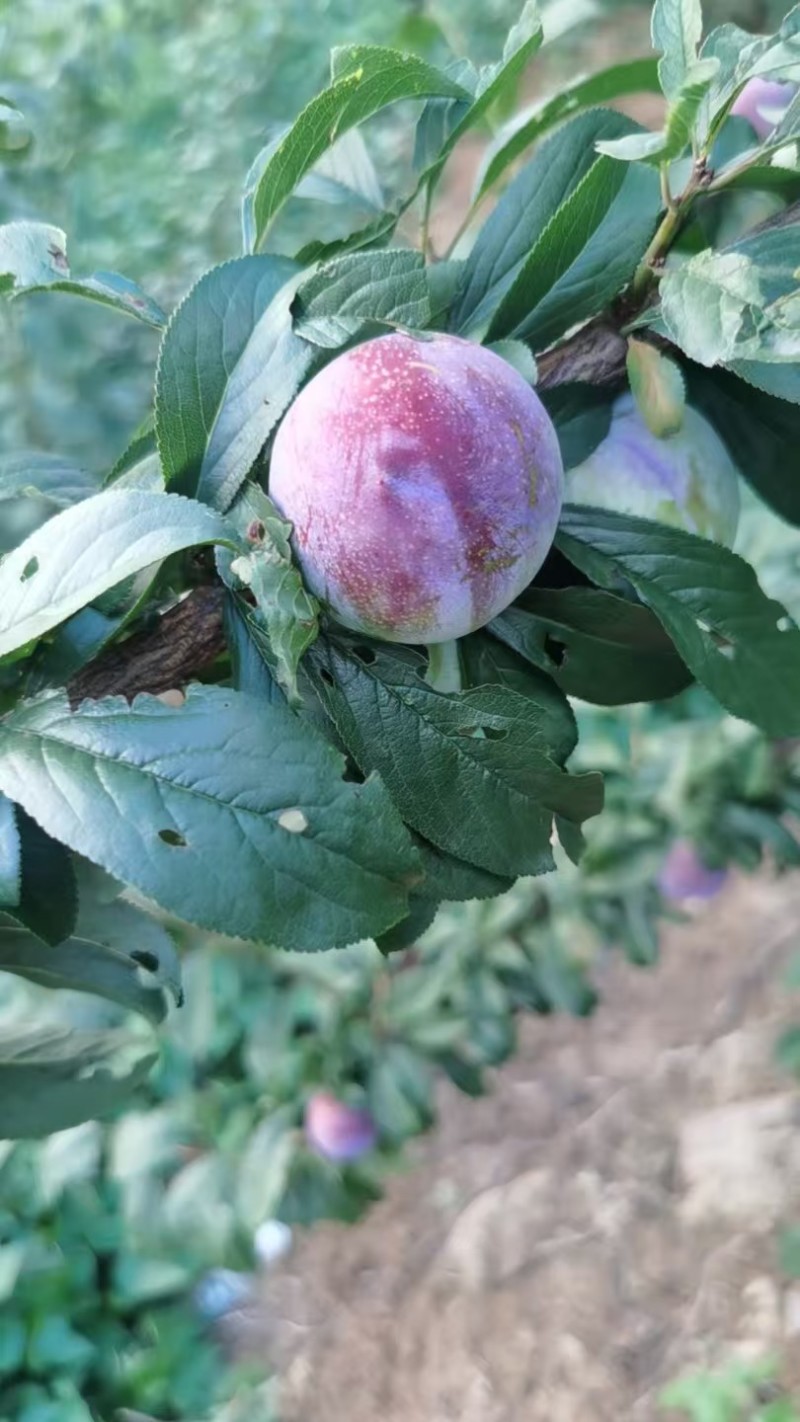 四川蜜饯李产地一手货源，规格齐全，保质保量，电联价格可谈