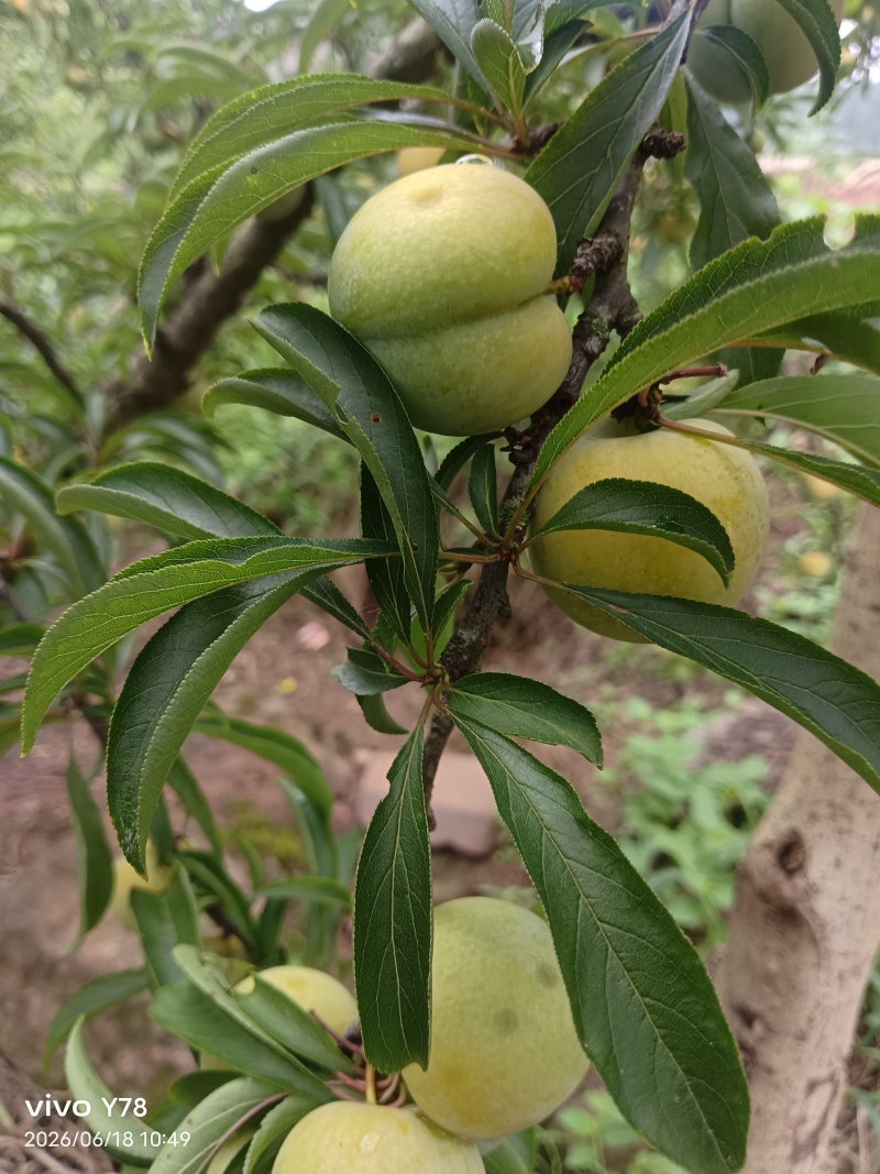 青脆李