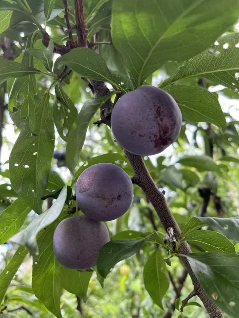 五月脆李子《四川李子》规格齐全，量大从优，对接市场批发商