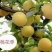 桃形李《四川桃花李》产地大量供应，接受预定，代发全国客商