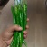 二荆条